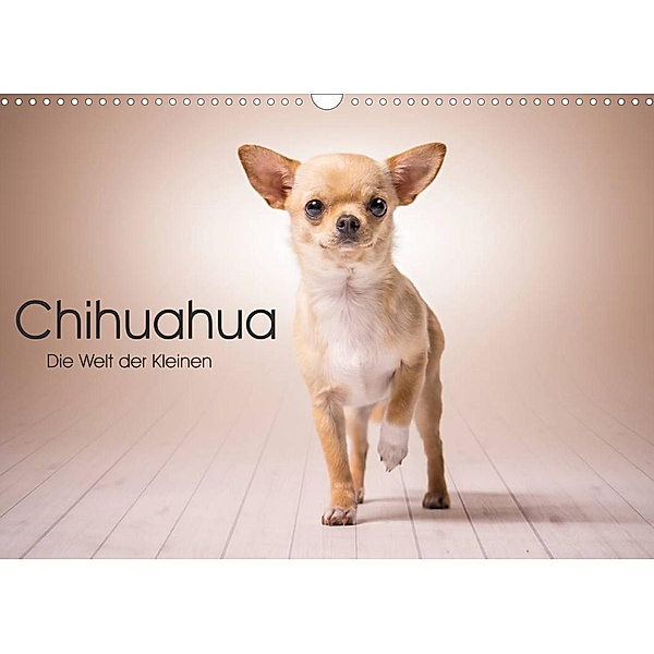 Chihuahua - Die Welt der Kleinen (Wandkalender 2023 DIN A3 quer), Schuberts-Fotografie