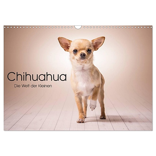 Chihuahua - Die Welt der Kleinen (Wandkalender 2024 DIN A3 quer), CALVENDO Monatskalender, Schuberts-Fotografie