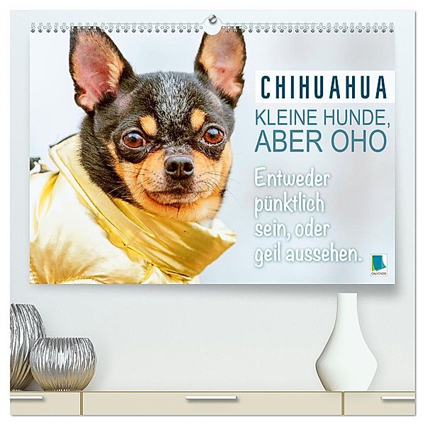 Chihuahua: Kleine Hunde, aber oho (hochwertiger Premium Wandkalender 2024 DIN A2 quer), Kunstdruck in Hochglanz, Calvendo