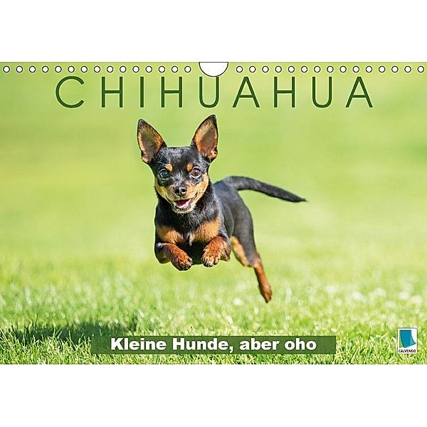 Chihuahua: Kleine Hunde, aber oho (Wandkalender 2017 DIN A4 quer), k.A. CALVENDO