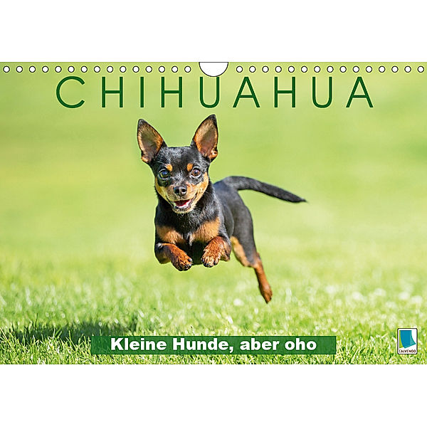 Chihuahua: Kleine Hunde, aber oho (Wandkalender 2019 DIN A4 quer), Calvendo