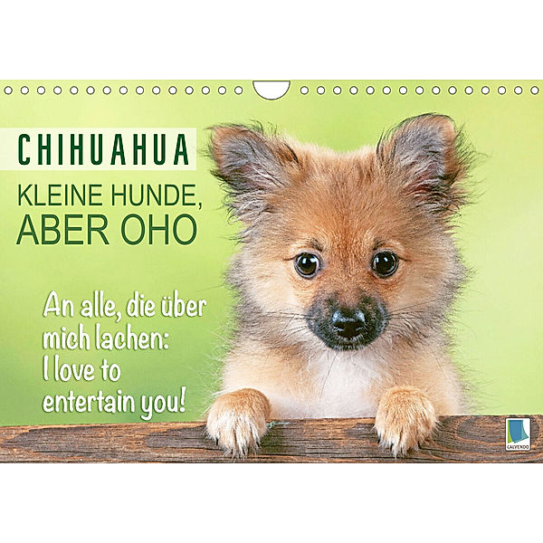 Chihuahua: Kleine Hunde, aber oho (Wandkalender 2023 DIN A4 quer), Calvendo