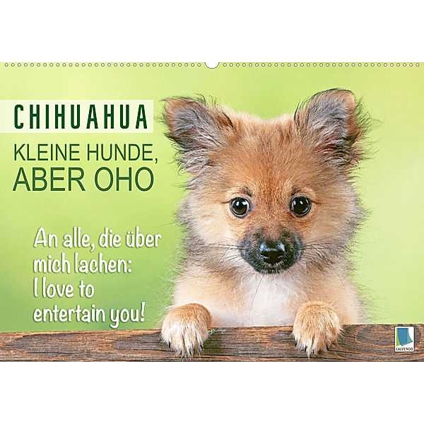 Chihuahua: Kleine Hunde, aber oho (Wandkalender 2023 DIN A2 quer), Calvendo