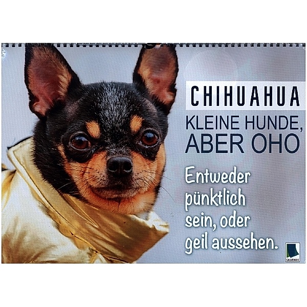 Chihuahua: Kleine Hunde, aber oho (Wandkalender 2024 DIN A3 quer), CALVENDO Monatskalender, Calvendo