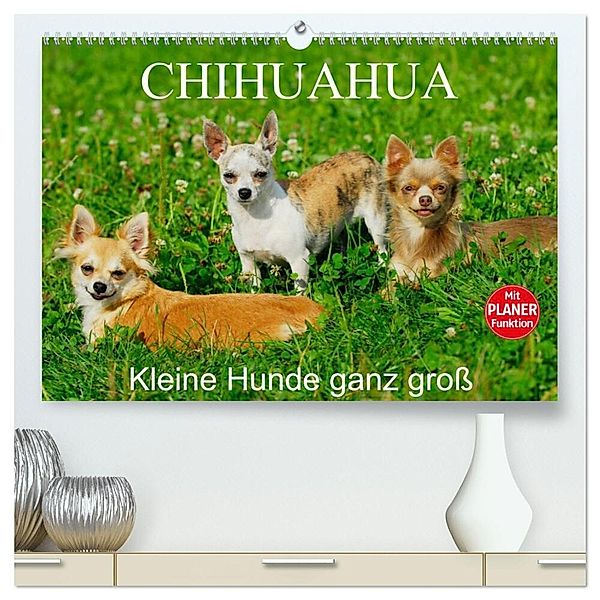 Chihuahua - Kleine Hunde ganz groß (hochwertiger Premium Wandkalender 2024 DIN A2 quer), Kunstdruck in Hochglanz, Sigrid Starick