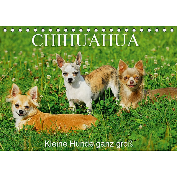 Chihuahua - Kleine Hunde ganz groß (Tischkalender 2019 DIN A5 quer), Sigrid Starick