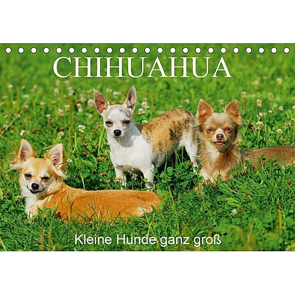 Chihuahua - Kleine Hunde ganz groß (Tischkalender 2020 DIN A5 quer), Sigrid Starick