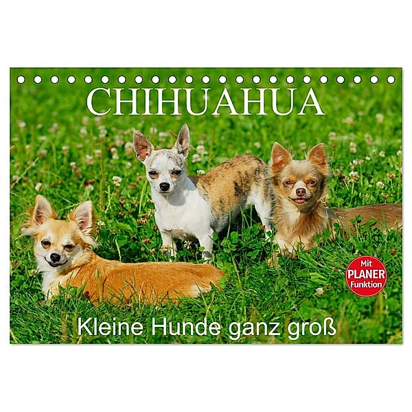 Chihuahua - Kleine Hunde ganz groß (Tischkalender 2024 DIN A5 quer), CALVENDO Monatskalender, Sigrid Starick