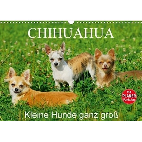 Chihuahua - Kleine Hunde ganz groß (Wandkalender 2017 DIN A3 quer), Sigrid Starick