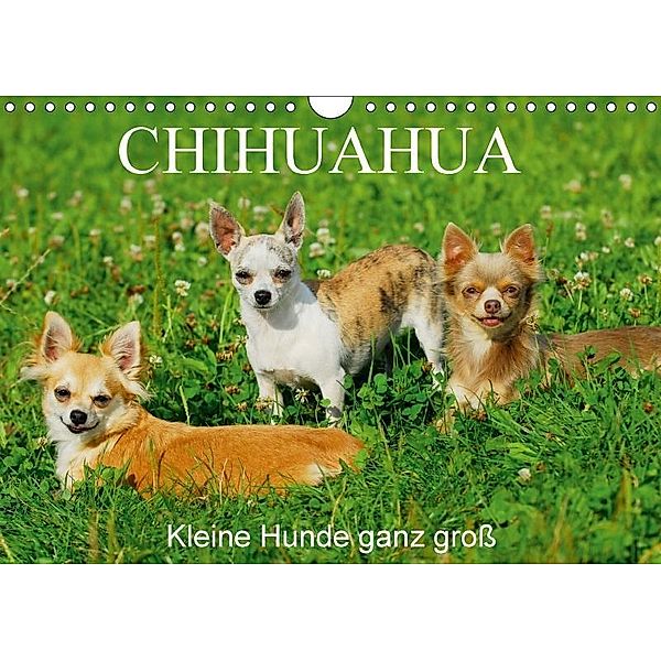 Chihuahua - Kleine Hunde ganz groß (Wandkalender 2017 DIN A4 quer), Sigrid Starick