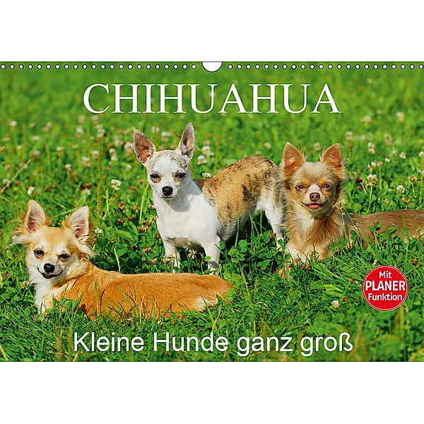 Chihuahua - Kleine Hunde ganz groß (Wandkalender 2019 DIN A3 quer), Sigrid Starick