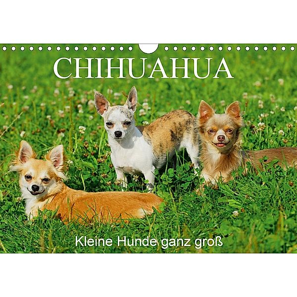 Chihuahua - Kleine Hunde ganz groß (Wandkalender 2021 DIN A4 quer), Sigrid Starick