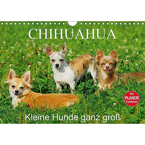 Chihuahua - Kleine Hunde ganz groß (Wandkalender 2021 DIN A4 quer), Sigrid Starick