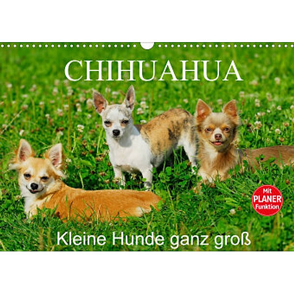 Chihuahua - Kleine Hunde ganz groß (Wandkalender 2022 DIN A3 quer), Sigrid Starick