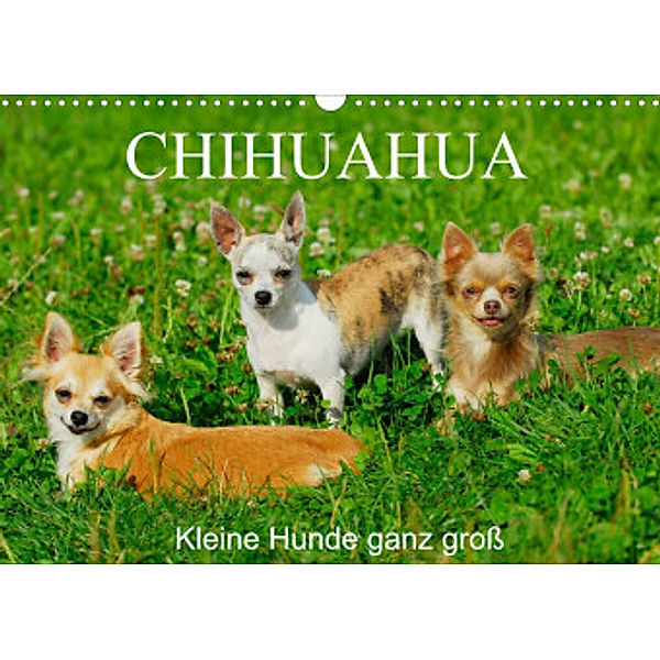 Chihuahua - Kleine Hunde ganz groß (Wandkalender 2022 DIN A3 quer), Sigrid Starick