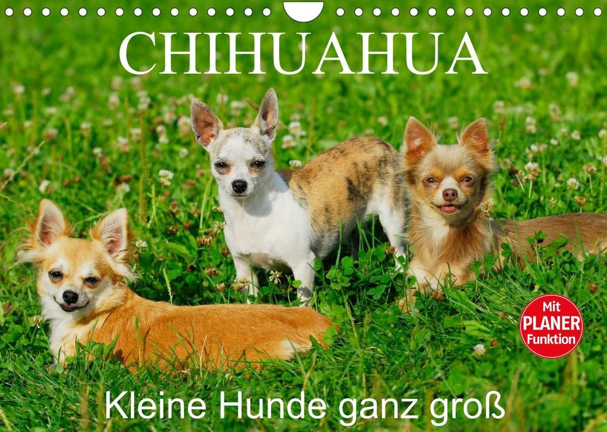 Chihuahua - Kleine Hunde ganz groß Wandkalender 2023 DIN A4 quer - Kalender  bestellen