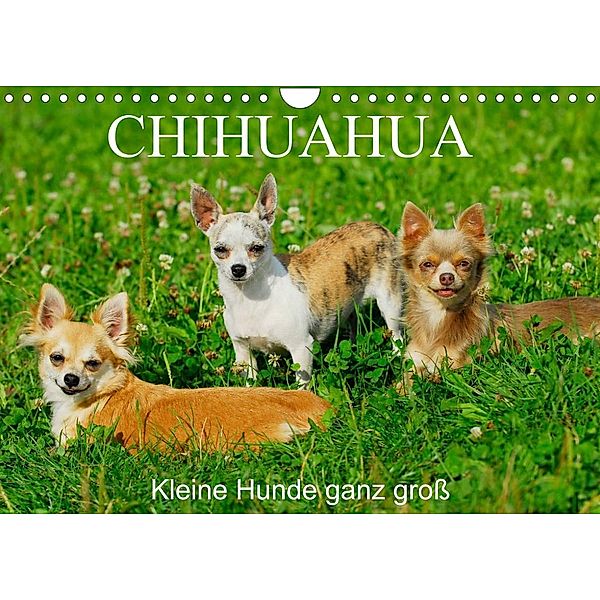 Chihuahua - Kleine Hunde ganz groß (Wandkalender 2023 DIN A4 quer), Sigrid Starick