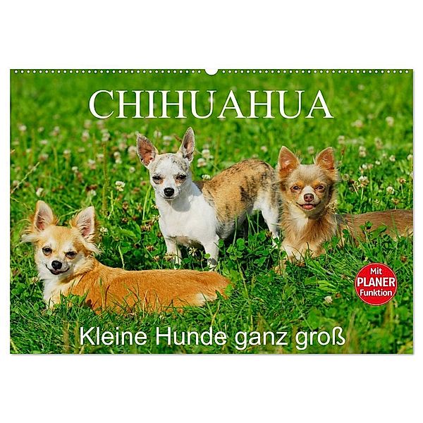 Chihuahua - Kleine Hunde ganz groß (Wandkalender 2024 DIN A2 quer), CALVENDO Monatskalender, Sigrid Starick