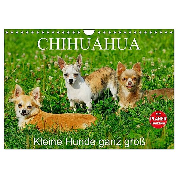 Chihuahua - Kleine Hunde ganz groß (Wandkalender 2024 DIN A4 quer), CALVENDO Monatskalender, Sigrid Starick