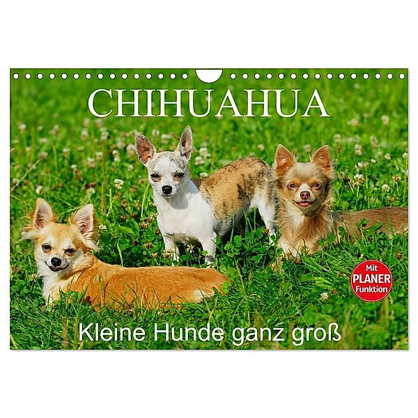 Chihuahua - Kleine Hunde ganz gross (Wandkalender 2024 DIN A4 quer), CALVENDO Monatskalender, Sigrid Starick