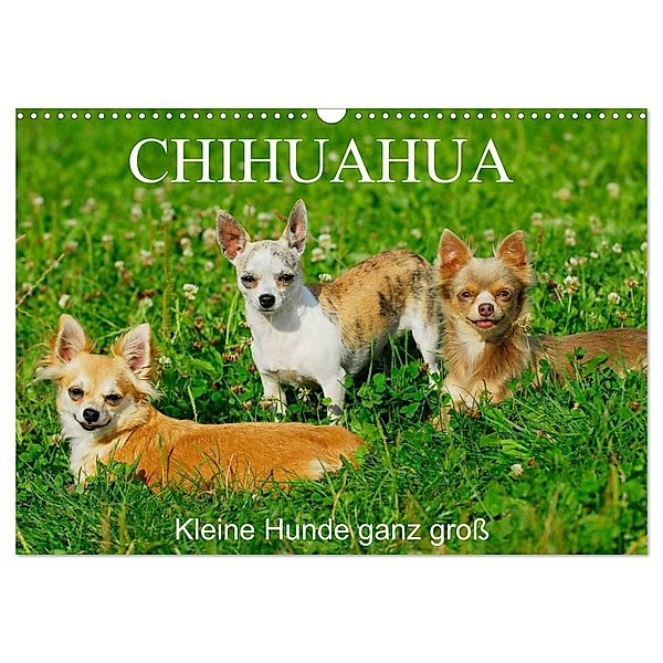 Chihuahua - Kleine Hunde ganz gross (Wandkalender 2024 DIN A3 quer), CALVENDO Monatskalender, Sigrid Starick