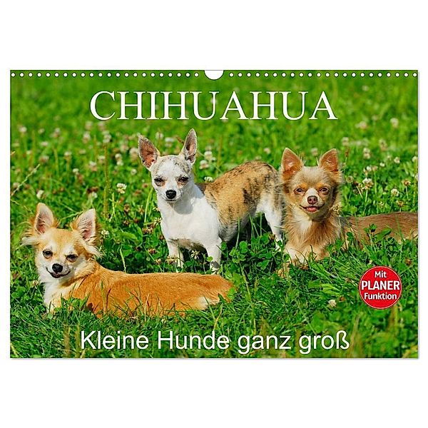 Chihuahua - Kleine Hunde ganz groß (Wandkalender 2025 DIN A3 quer), CALVENDO Monatskalender, Calvendo, Sigrid Starick