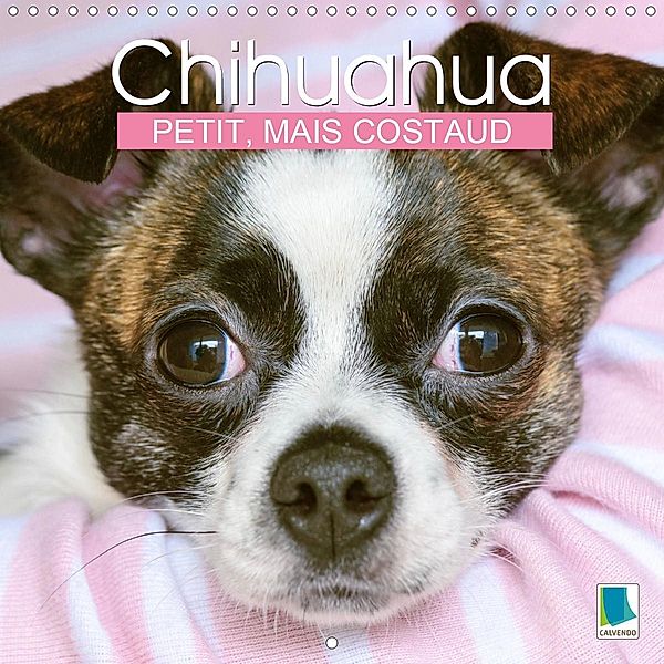 Chihuahua : petit, mais costaud (Calendrier mural 2021 300 × 300 mm Square)