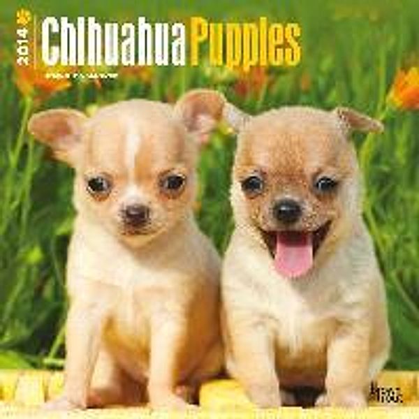 Chihuahua Puppies Calendar
