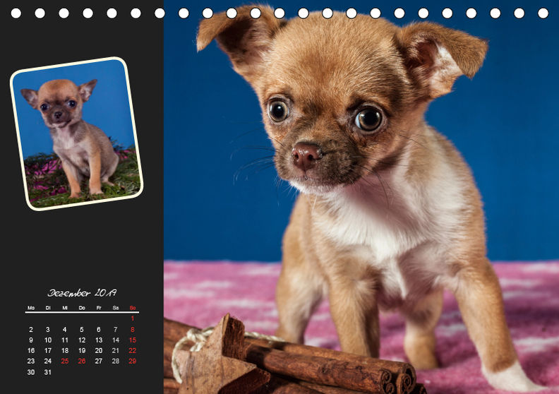 Chihuahua Welpen und Freunde Tischkalender 2019 DIN A5 quer - Kalender  bestellen