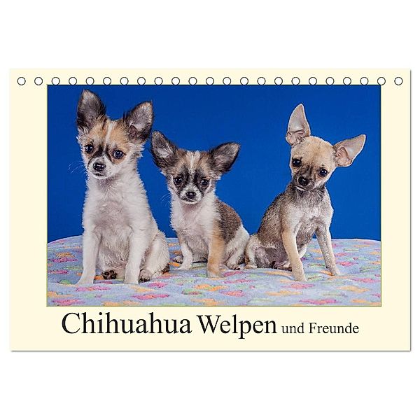 Chihuahua Welpen und Freunde (Tischkalender 2024 DIN A5 quer), CALVENDO Monatskalender, Gabriela Wejat-Zaretzke