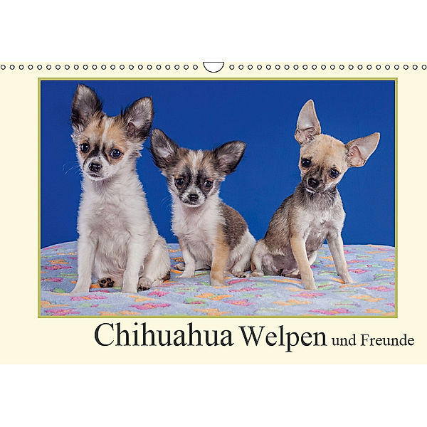 Chihuahua Welpen und Freunde (Wandkalender 2019 DIN A3 quer), Gabriela Wejat-Zaretzke