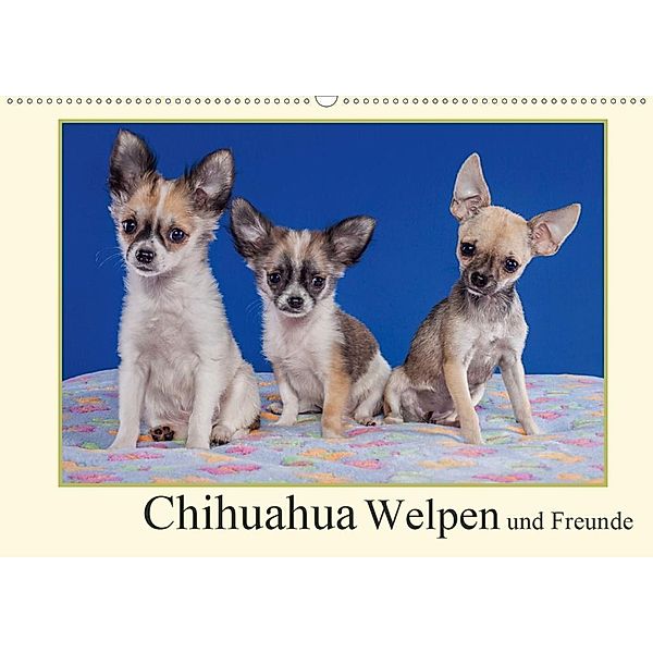 Chihuahua Welpen und Freunde (Wandkalender 2020 DIN A2 quer), Gabriela Wejat-Zaretzke