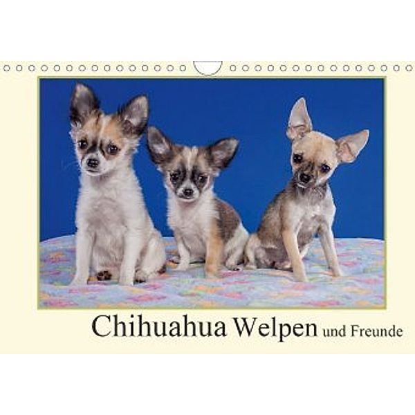 Chihuahua Welpen und Freunde (Wandkalender 2020 DIN A4 quer), Gabriela Wejat-Zaretzke