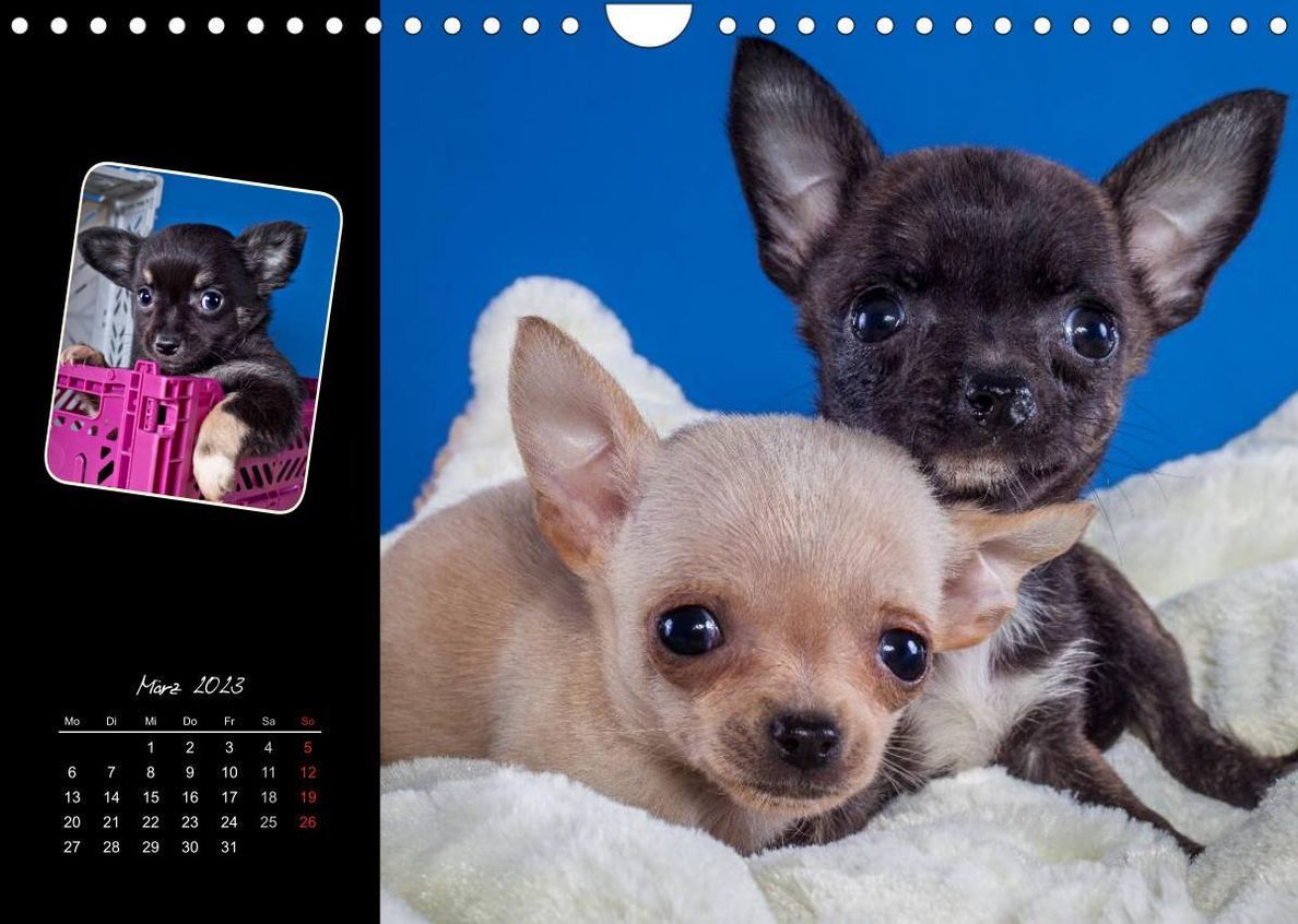 Chihuahua Welpen und Freunde Wandkalender 2023 DIN A4 quer - Kalender  bestellen