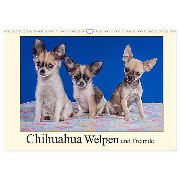 Chihuahua Welpen und Freunde (Wandkalender 2024 DIN A3 quer), CALVENDO Monatskalender, Gabriela Wejat-Zaretzke