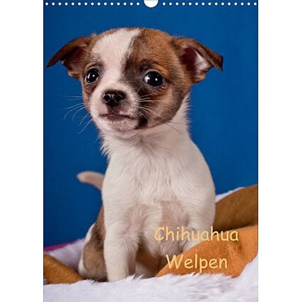 Chihuahua Welpen (Wandkalender 2022 DIN A3 hoch), Gabriela Wejat-Zaretzke