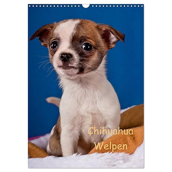 Chihuahua Welpen (Wandkalender 2024 DIN A3 hoch), CALVENDO Monatskalender, Gabriela Wejat-Zaretzke