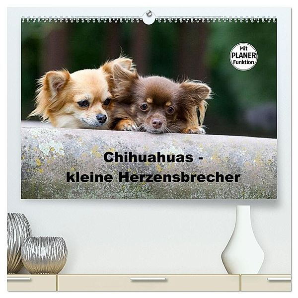 Chihuahuas - kleine Herzensbrecher (hochwertiger Premium Wandkalender 2024 DIN A2 quer), Kunstdruck in Hochglanz, Verena Scholze