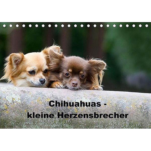 Chihuahuas - kleine Herzensbrecher (Tischkalender 2017 DIN A5 quer), Verena Scholze
