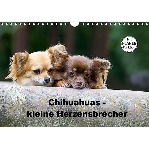 Chihuahuas - kleine Herzensbrecher (Wandkalender 2019 DIN A4 quer), Verena Scholze