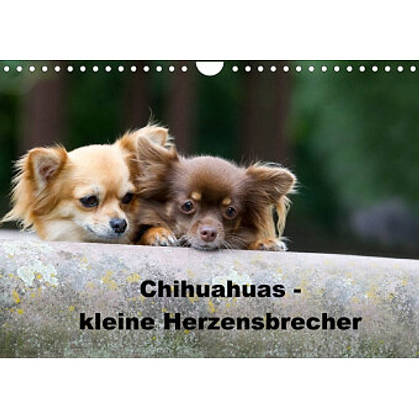 Chihuahuas - kleine Herzensbrecher (Wandkalender 2022 DIN A4 quer), Verena Scholze
