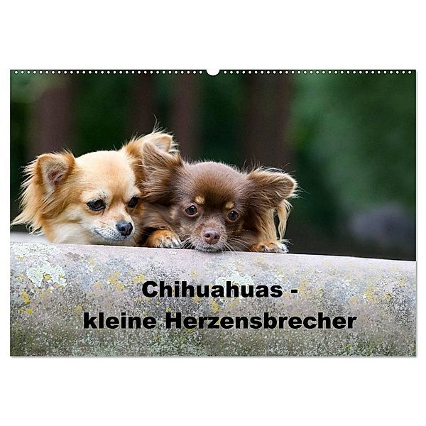 Chihuahuas - kleine Herzensbrecher (Wandkalender 2024 DIN A2 quer), CALVENDO Monatskalender, Verena Scholze