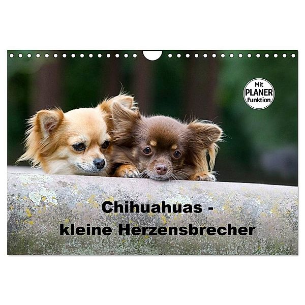 Chihuahuas - kleine Herzensbrecher (Wandkalender 2024 DIN A4 quer), CALVENDO Monatskalender, Verena Scholze
