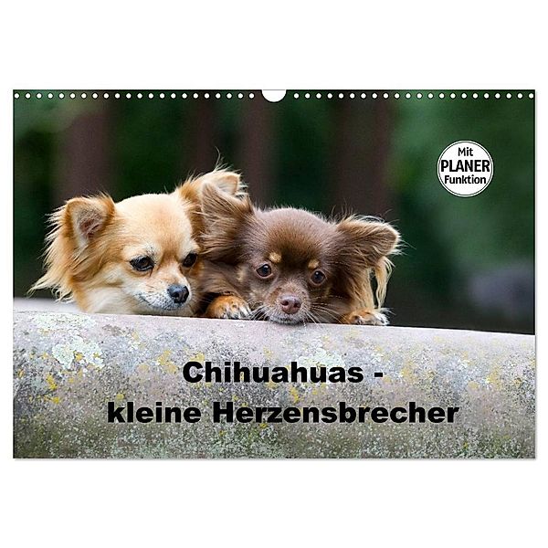 Chihuahuas - kleine Herzensbrecher (Wandkalender 2024 DIN A3 quer), CALVENDO Monatskalender, Verena Scholze