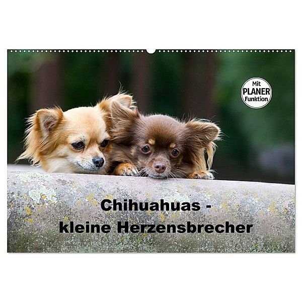 Chihuahuas - kleine Herzensbrecher (Wandkalender 2025 DIN A2 quer), CALVENDO Monatskalender, Calvendo, Verena Scholze