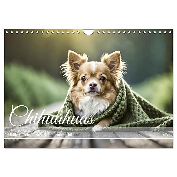 Chihuahuas - Kleine Hunde - große Temperamentbündel (Wandkalender 2025 DIN A4 quer), CALVENDO Monatskalender, Calvendo, Fotodesign Verena Scholze