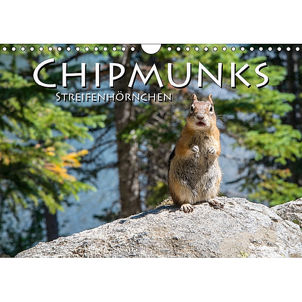 Chipmunks Streifenhörnchen (Wandkalender 2019 DIN A4 quer), Robert Styppa