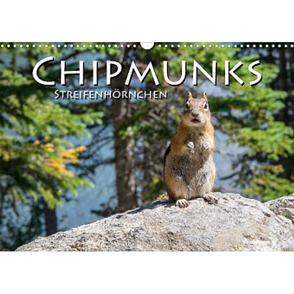 Chipmunks Streifenhörnchen (Wandkalender 2022 DIN A3 quer), Robert Styppa