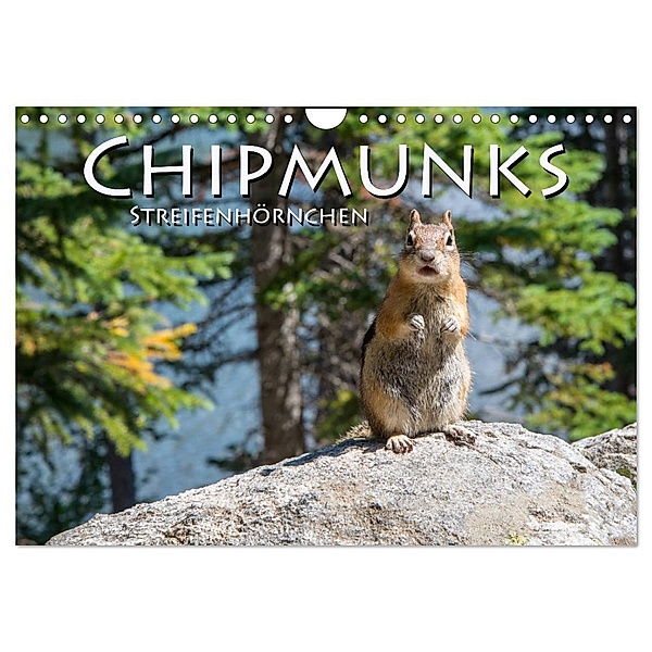 Chipmunks Streifenhörnchen (Wandkalender 2024 DIN A4 quer), CALVENDO Monatskalender, Robert Styppa