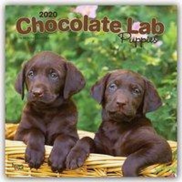 Chocolate Labrador Puppies - Braune Labradorwelpen 2020, BrownTrout Publisher